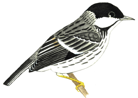 Historical image associated with Blackpoll Warbler