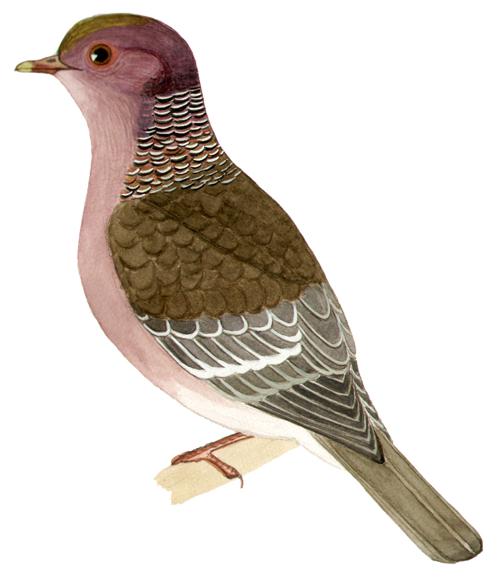 Historical image associated with Picazuro Pigeon