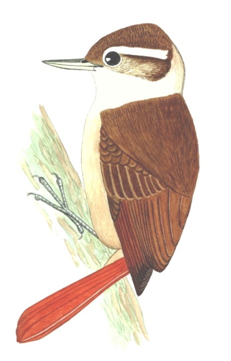 Historical image associated with White-collared Foliage-gleaner
