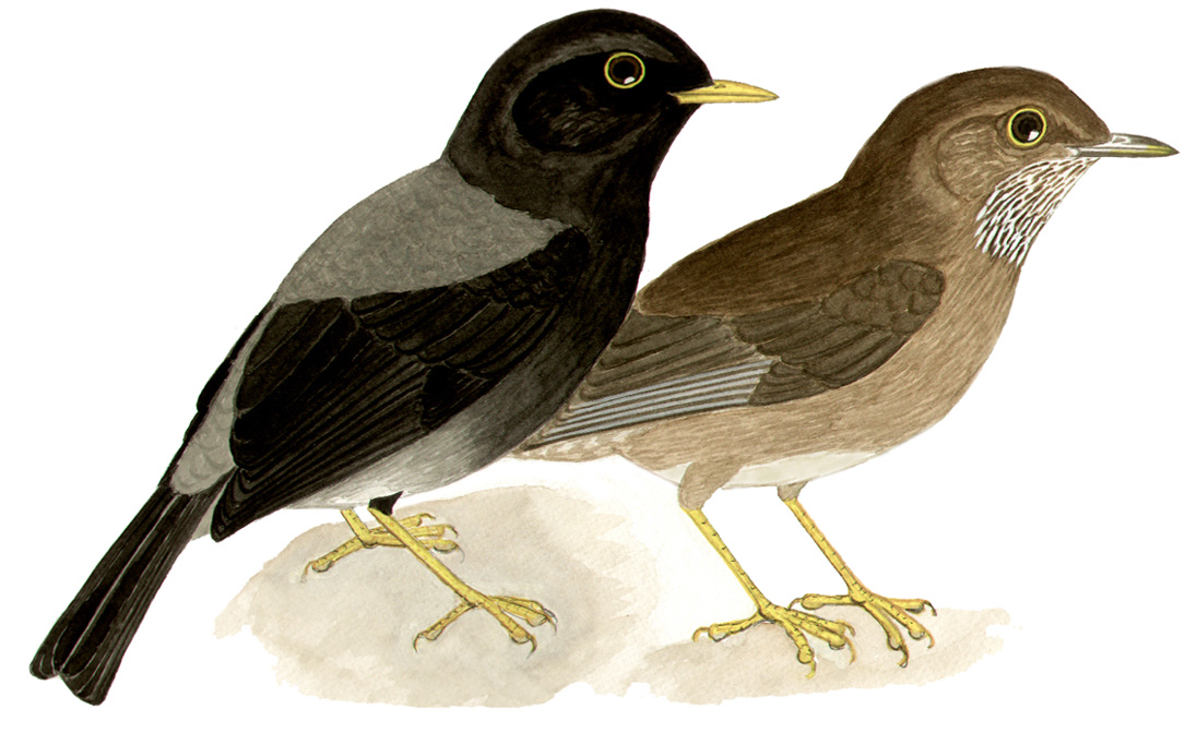 Historical image associated with Yellow-legged Thrush
