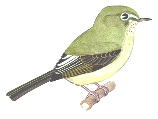 Historical image associated with Eye-ringed Tody-Tyrant