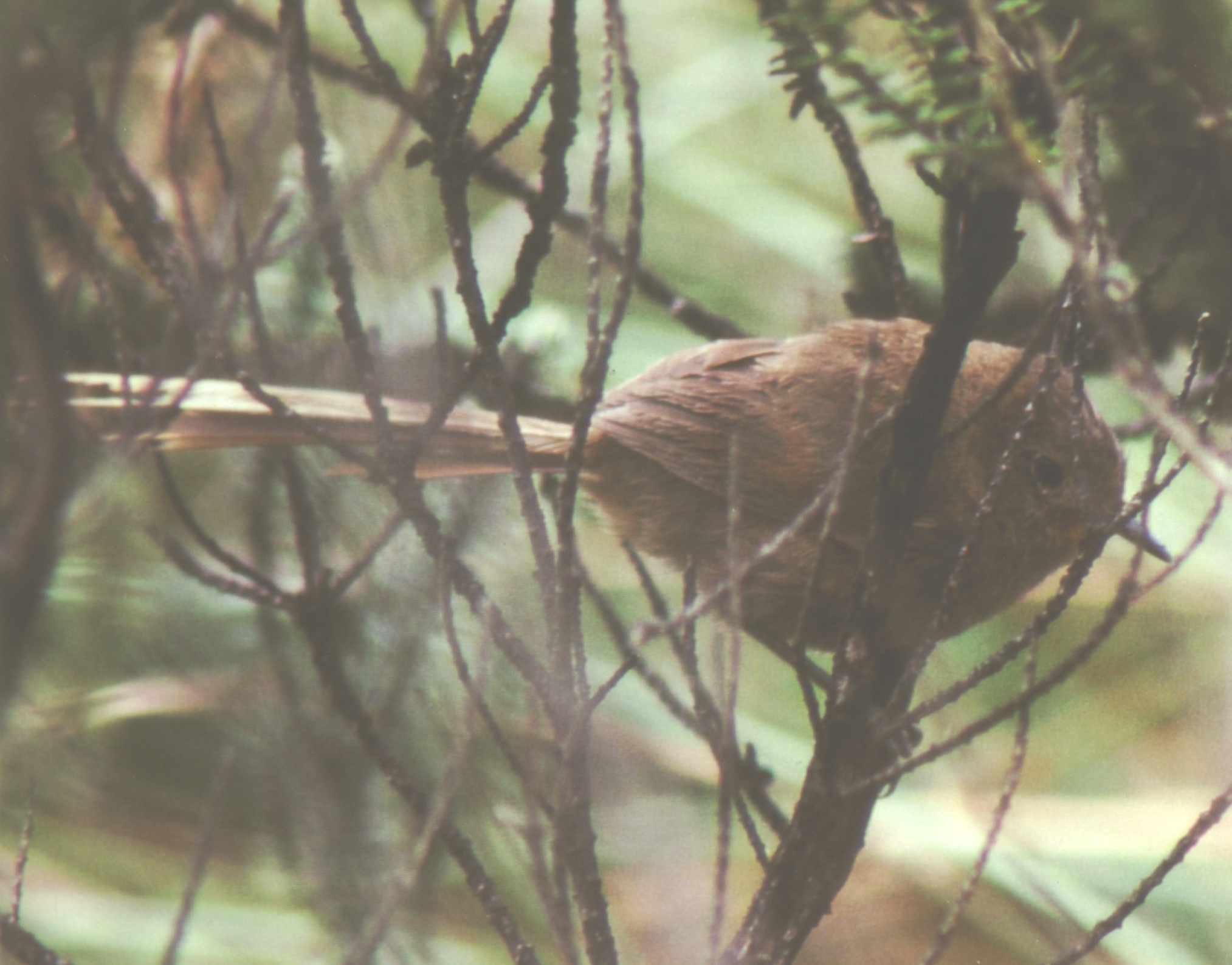 Historical image associated with Itatiaia Thistletail