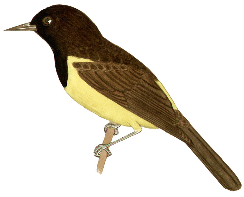 Historical image associated with Yellow-rumped Marshbird