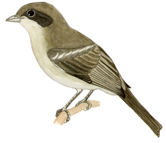 Historical image associated with White-banded Tanager