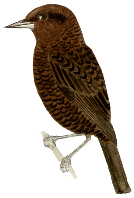 Historical image associated with Chestnut-capped Blackbird