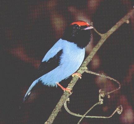 Historical image associated with Swallow-tailed Manakin
