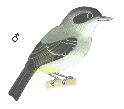 Historical image associated with Plain Antvireo