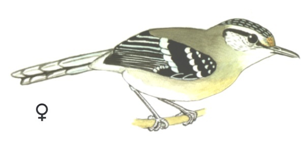 Historical image associated with Black-capped Antwren