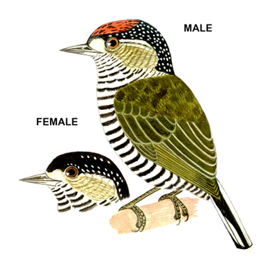 Historical image associated with White-barred Piculet