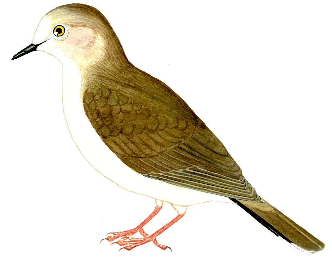 Historical image associated with White-tipped Dove
