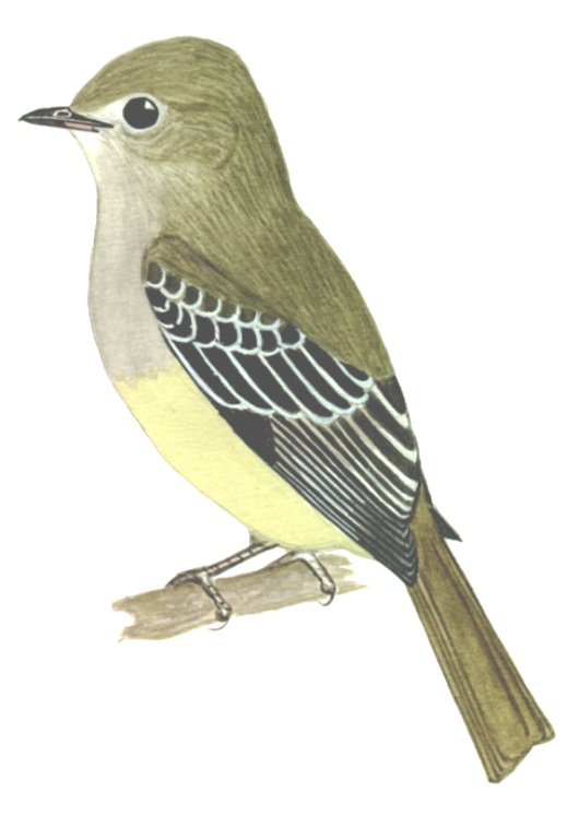 Historical image associated with Large Elaenia