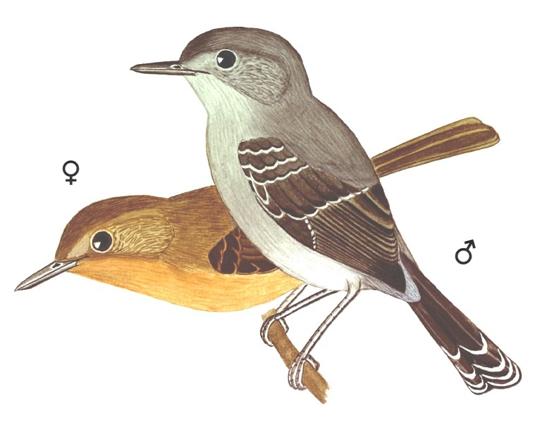 Historical image associated with Rio de Janeiro Antbird