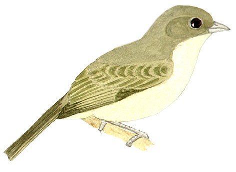 Historical image associated with Cinereous Warbling-Finch