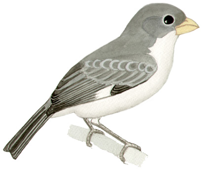 Historical image associated with White-bellied Seedeater