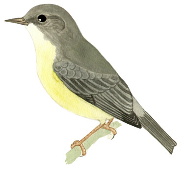 Historical image associated with Tropical Parula