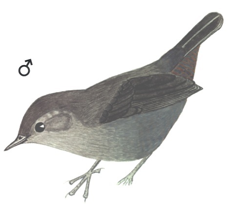 Historical image associated with Mouse-colored Tapaculo