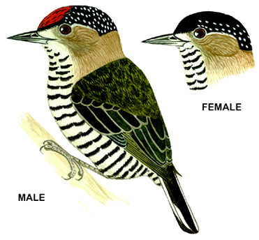 Historical image associated with Ochre-collared Piculet