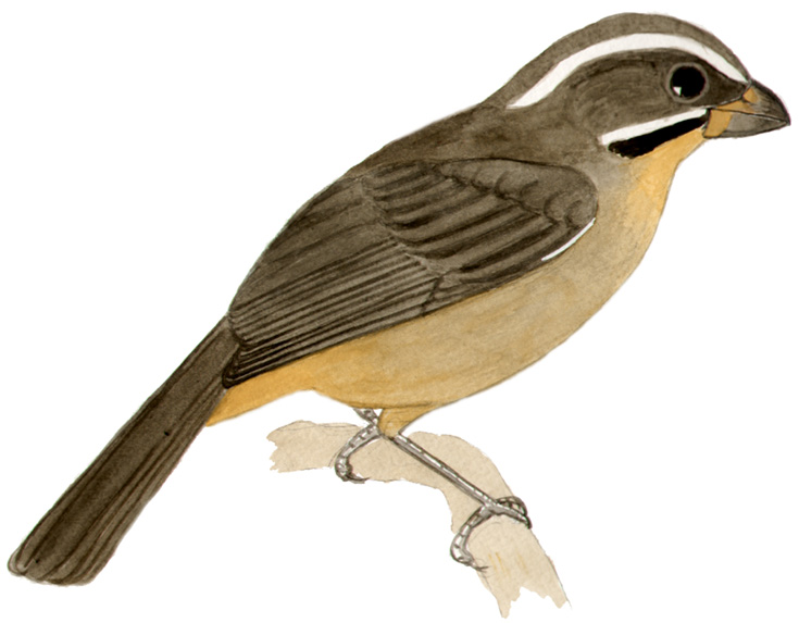 Historical image associated with Thick-billed Saltator