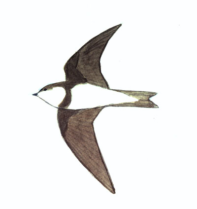 Historical image associated with Bank Swallow