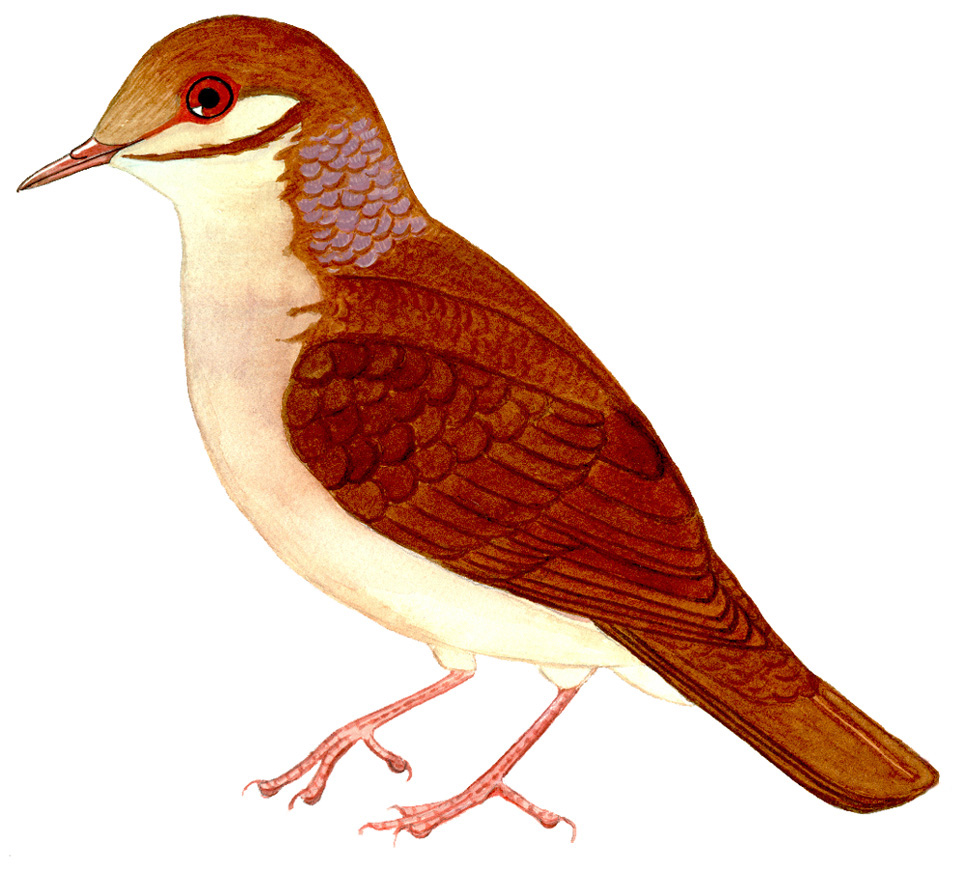 Historical image associated with Ruddy Quail-Dove