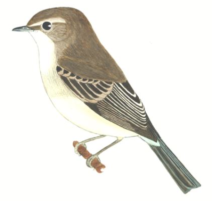 Historical image associated with Mouse-colored Tyrannulet