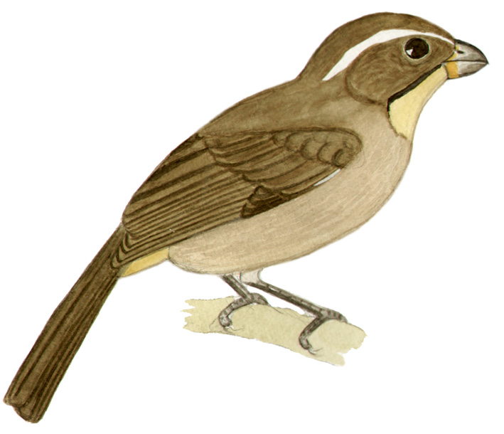Historical image associated with Thick-billed Saltator