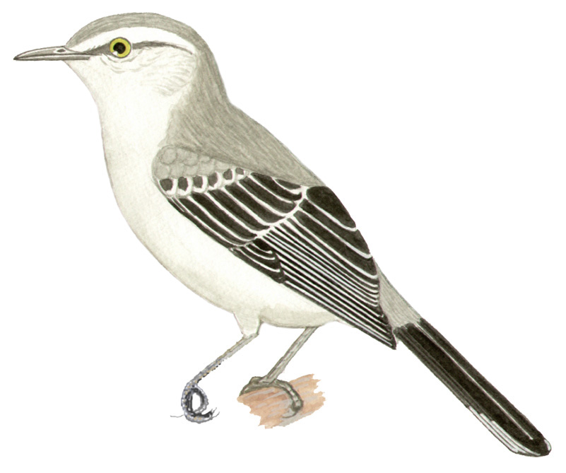 Historical image associated with Tropical Mockingbird
