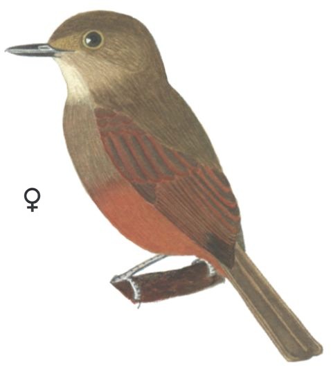 Historical image associated with Cinereous Antshrike