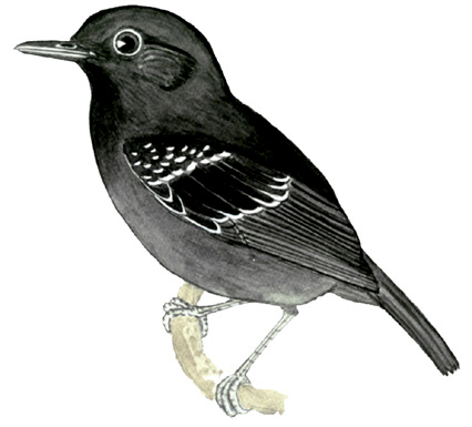 Historical image associated with Plumbeous Antshrike