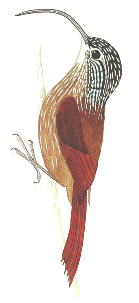 Historical image associated with Black-billed Scythebill