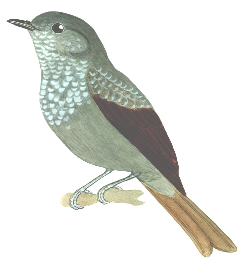 Historical image associated with Cinnamon-vented Piha