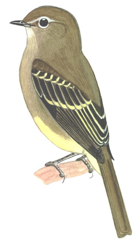 Historical image associated with Highland Elaenia