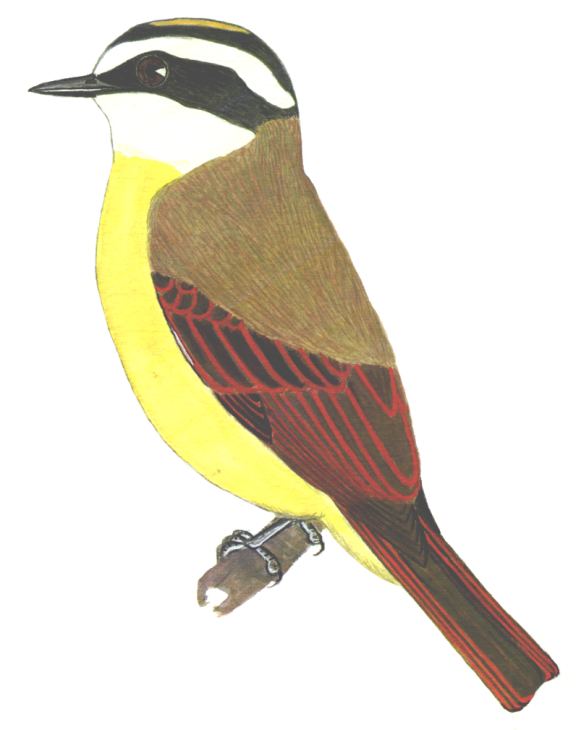 Historical image associated with Rusty-margined Flycatcher