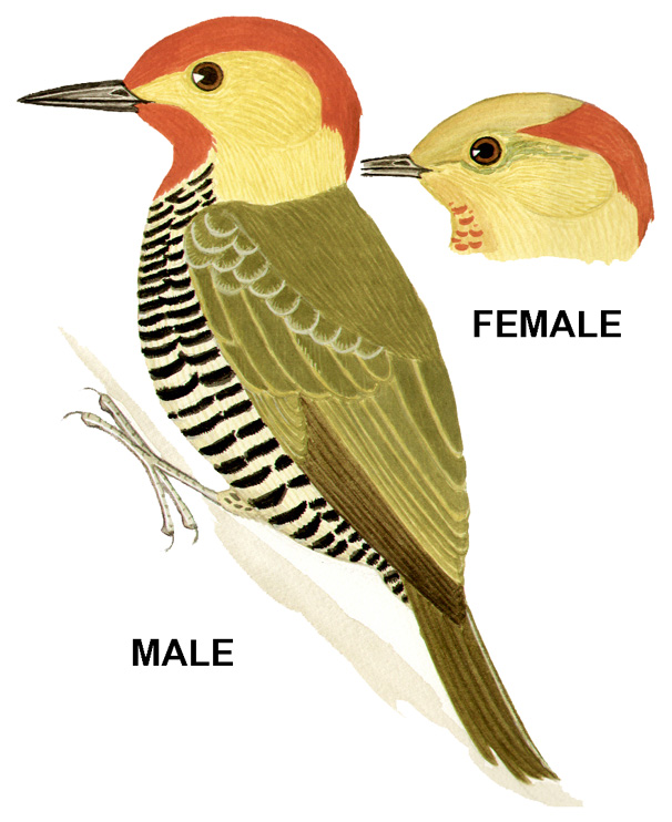 Historical image associated with Yellow-throated Woodpecker