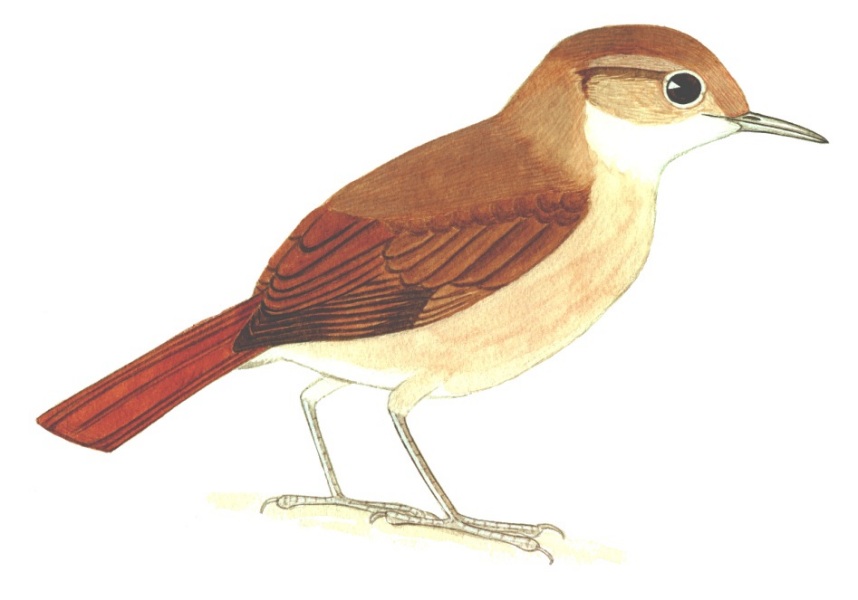 Historical image associated with Rufous Hornero