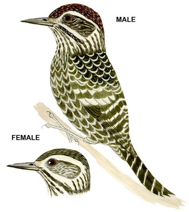 Historical image associated with White-spotted Woodpecker