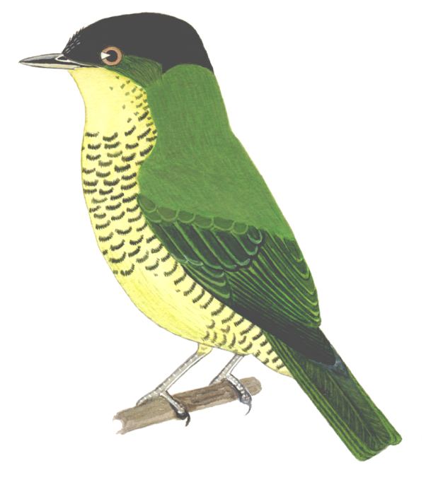 Historical image associated with Shrike-like Cotinga
