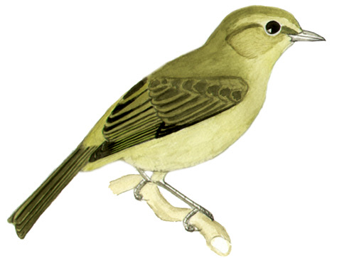 Historical image associated with Rufous-headed Tanager