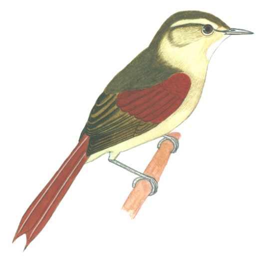 Historical image associated with Olive Spinetail