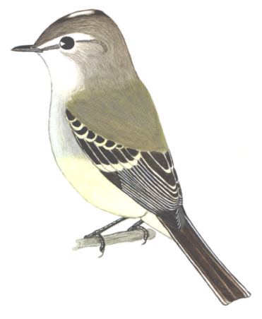 Historical image associated with White-crested Tyrannulet