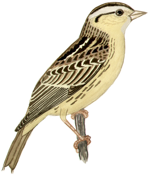 Historical image associated with Bobolink