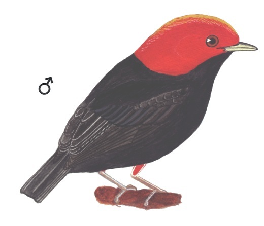 Historical image associated with Red-headed Manakin