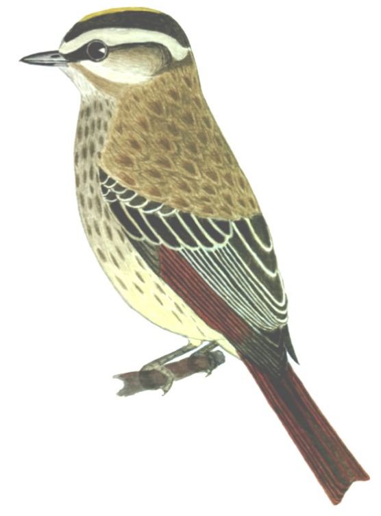 Historical image associated with Variegated Flycatcher
