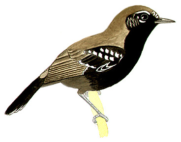 Historical image associated with "Silveira's" Antwren