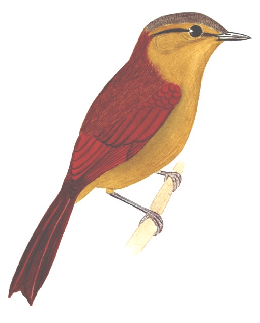 Historical image associated with Ochre-breasted Foliage-gleaner