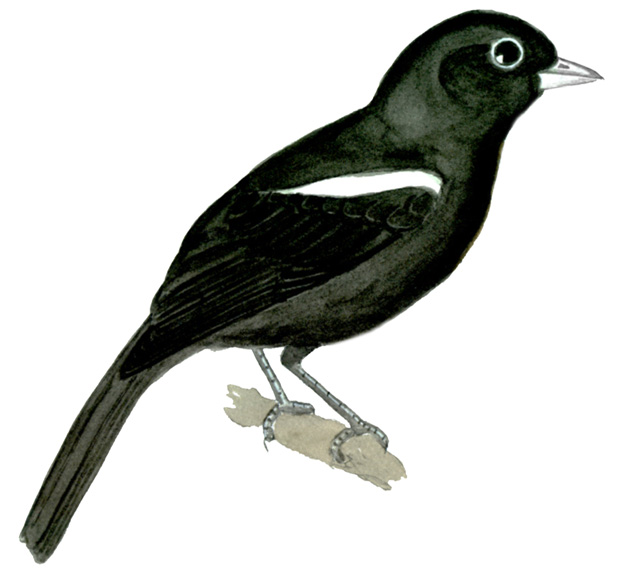 Historical image associated with White-lined Tanager