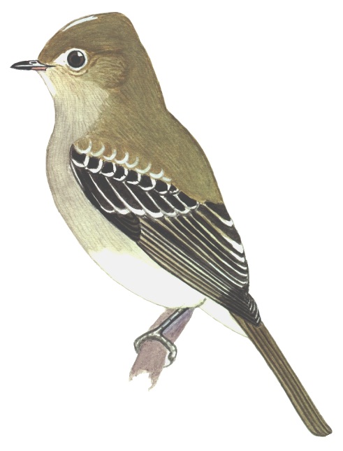 Historical image associated with Small-billed Elaenia