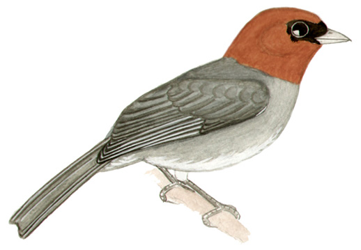 Historical image associated with Chestnut-headed Tanager