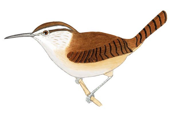 Historical image associated with Long-billed Wren