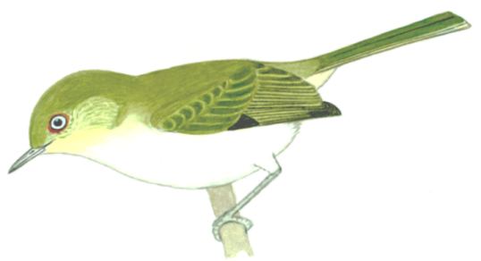 Historical image associated with Bay-ringed Tyrannulet